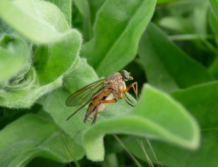 Rhagio cf. tringarius F (Rhagionidae)
